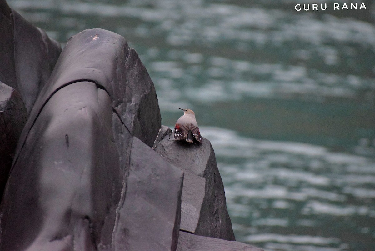 Wallcreeper - ML284325991