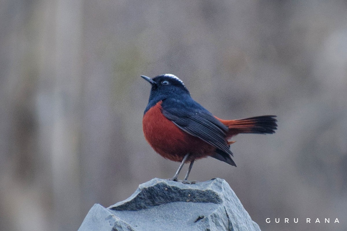 White-capped Redstart - ML284326011