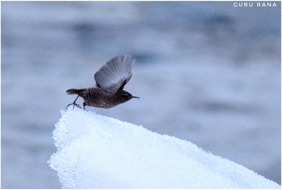 Eurasian Wren - ML284326041