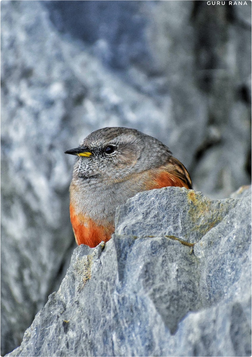 Alpine Accentor - ML284326161
