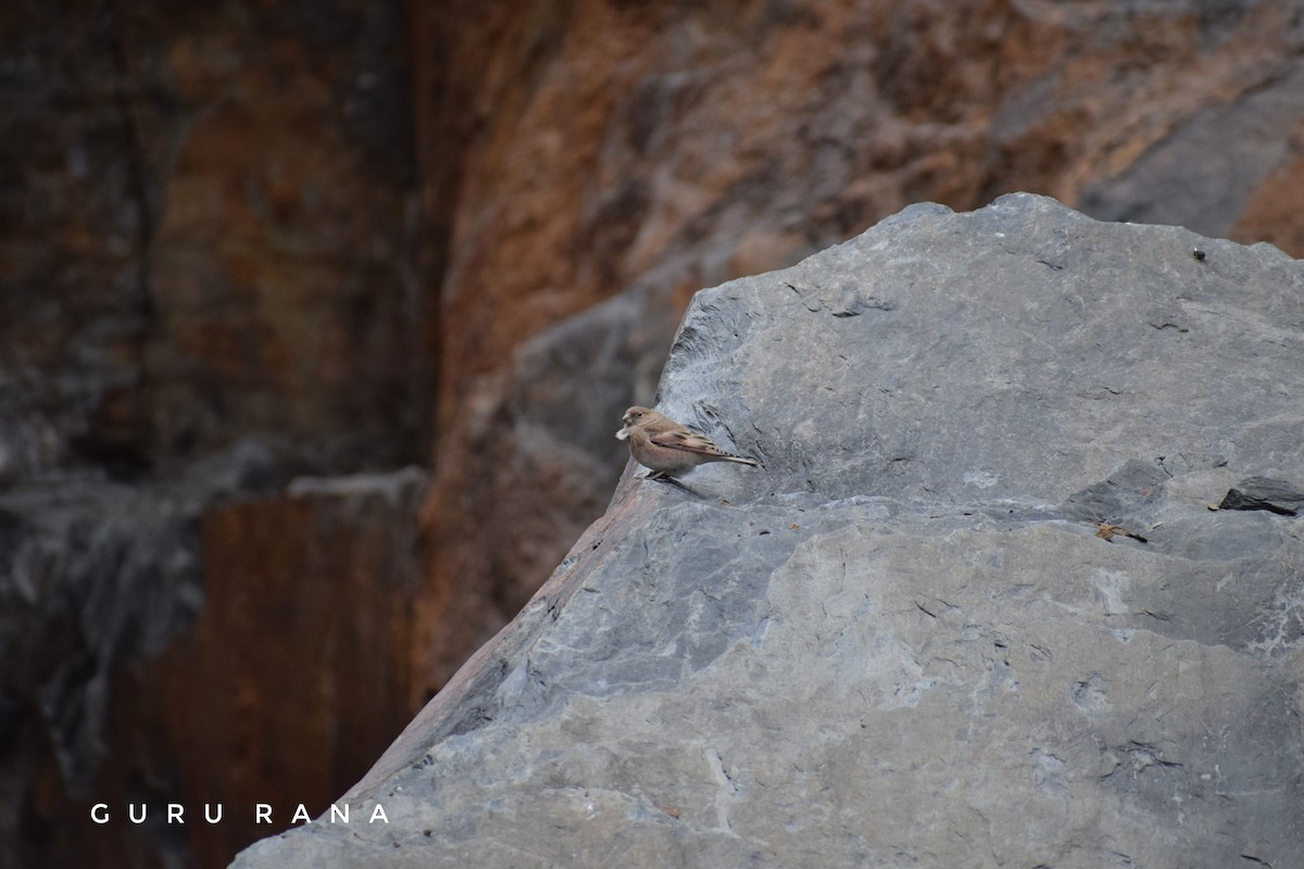 Mongolian Finch - ML284326291