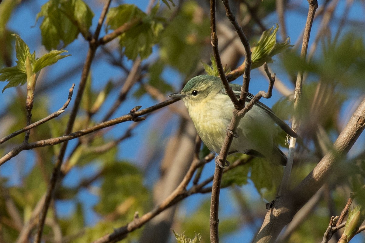 Blauwaldsänger - ML28432651