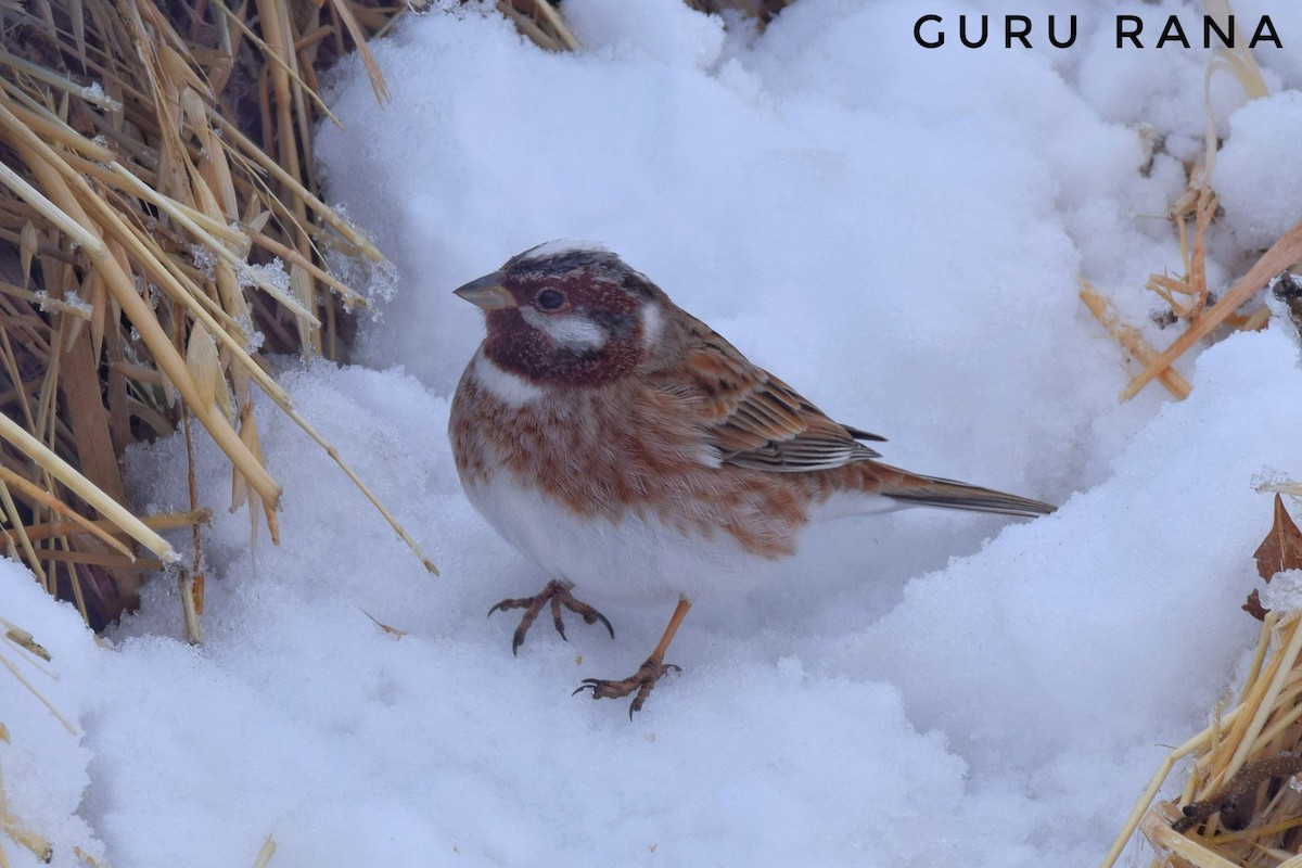 Pine Bunting - ML284326531