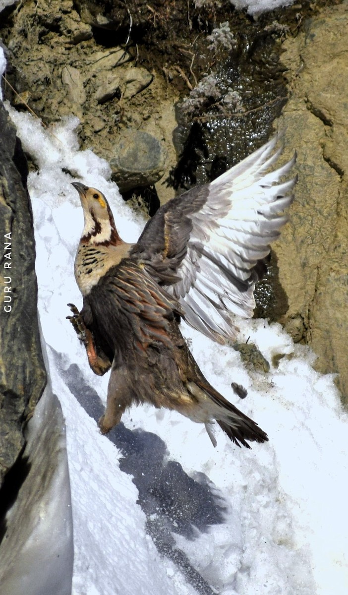 Himalayan Snowcock - ML284326631