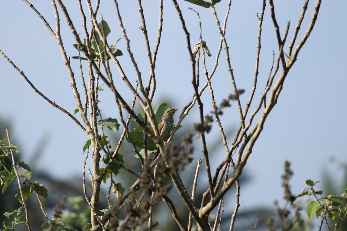 Eurasian Wryneck - ML284326901