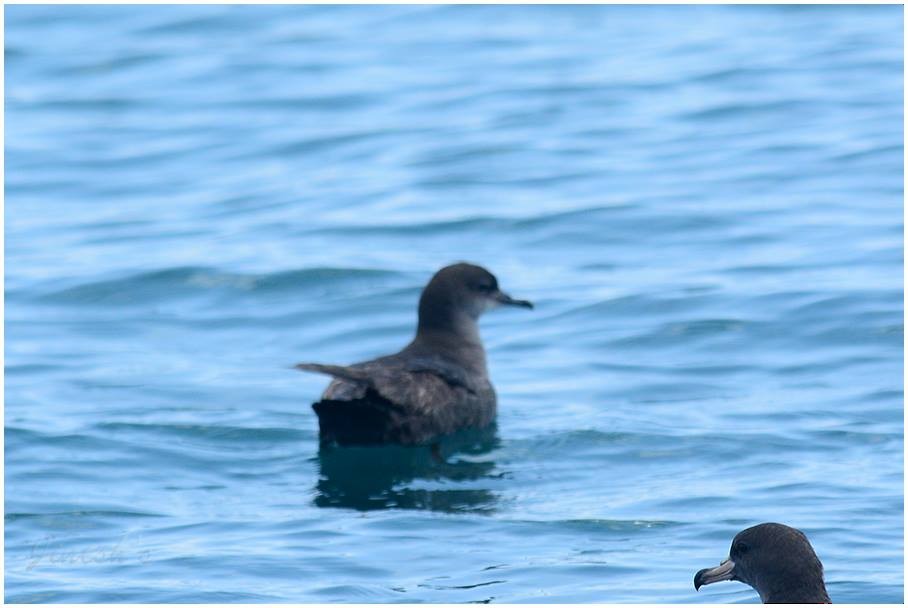 Short-tailed Shearwater - Jinesh P S