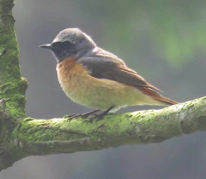 Common Redstart - ML284331801