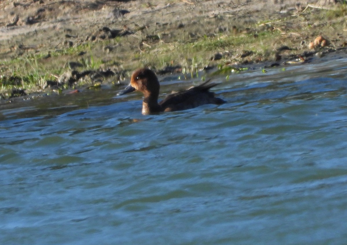 Lesser Scaup - ML284331991