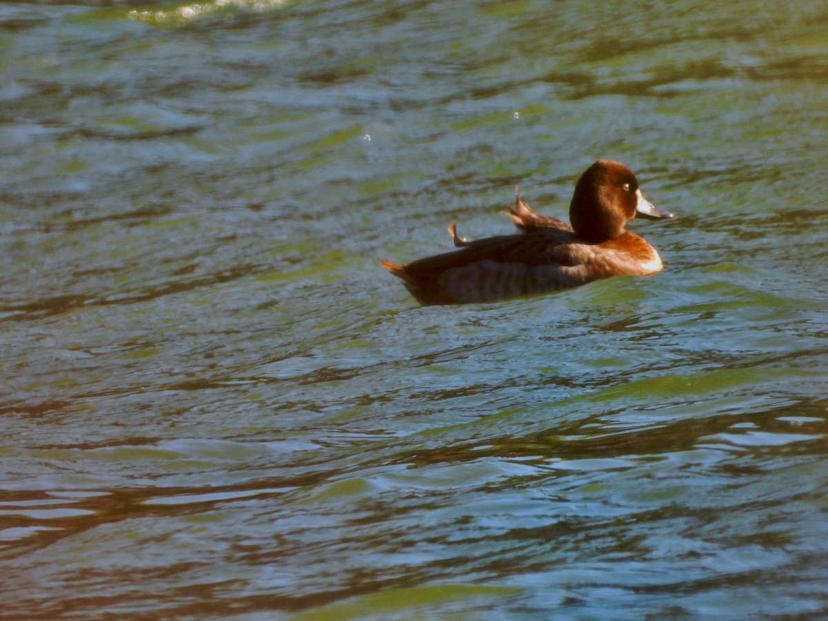 Lesser Scaup - Vaishali Katju