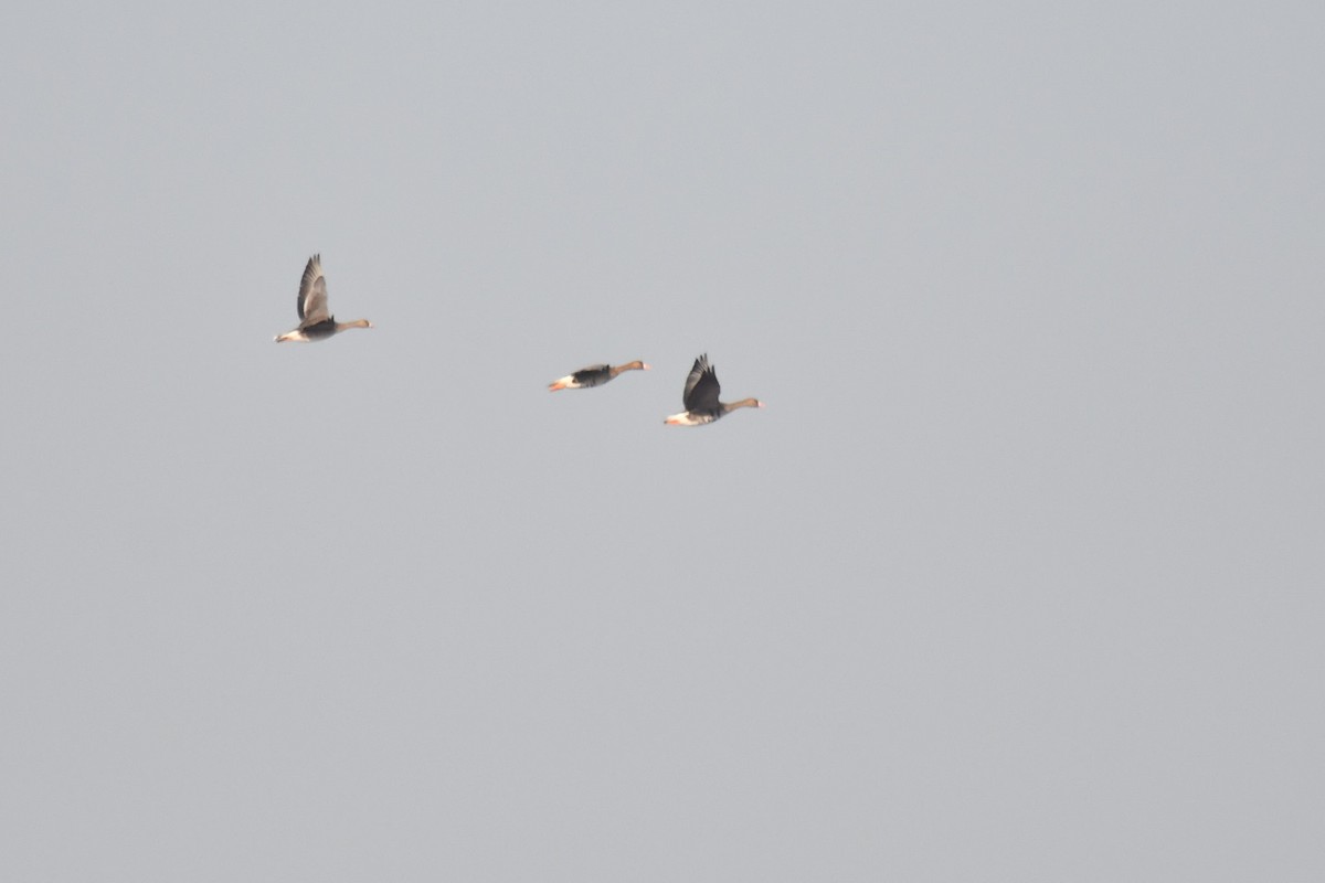 Greater White-fronted Goose - ML284332361