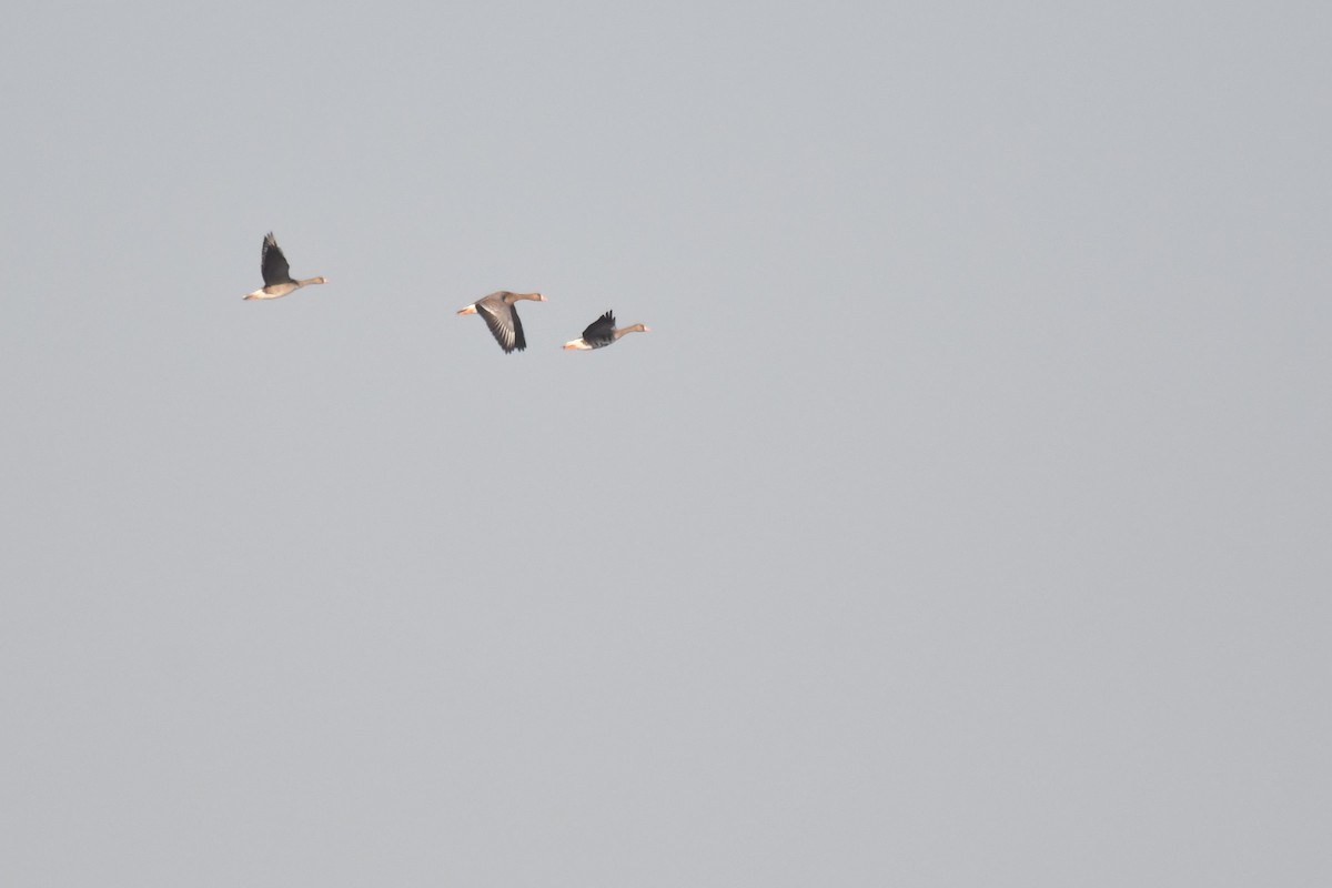Greater White-fronted Goose - ML284332371