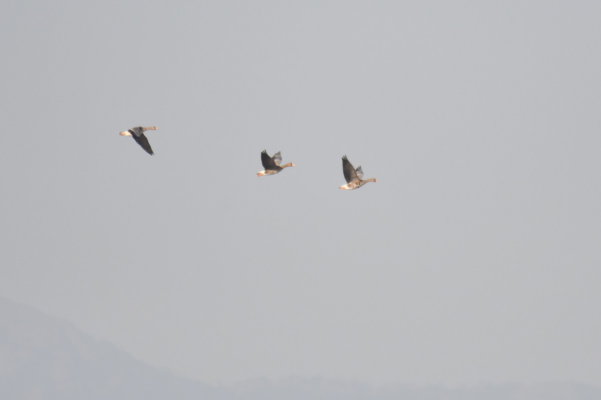 Greater White-fronted Goose - ML284332381
