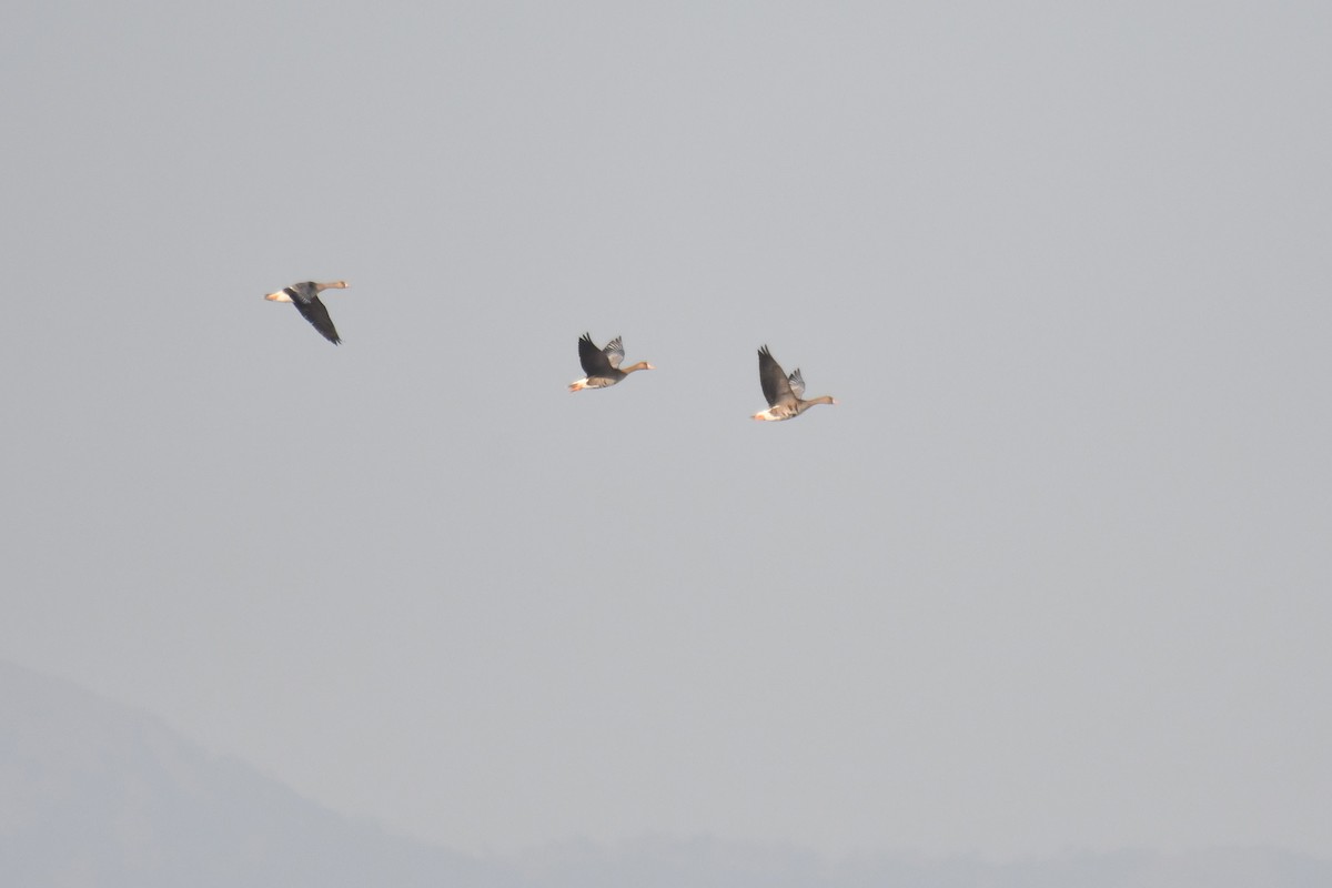 Greater White-fronted Goose - Ian Hearn