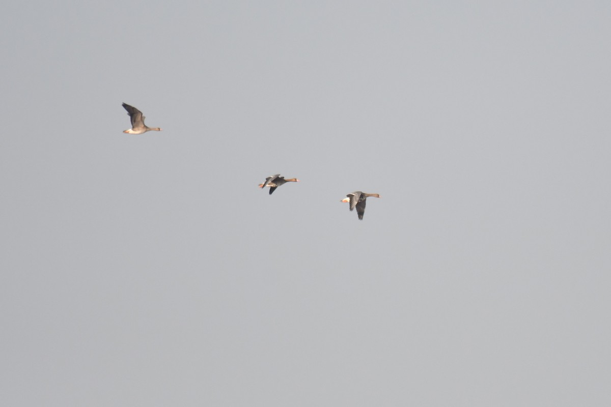 Greater White-fronted Goose - ML284332391
