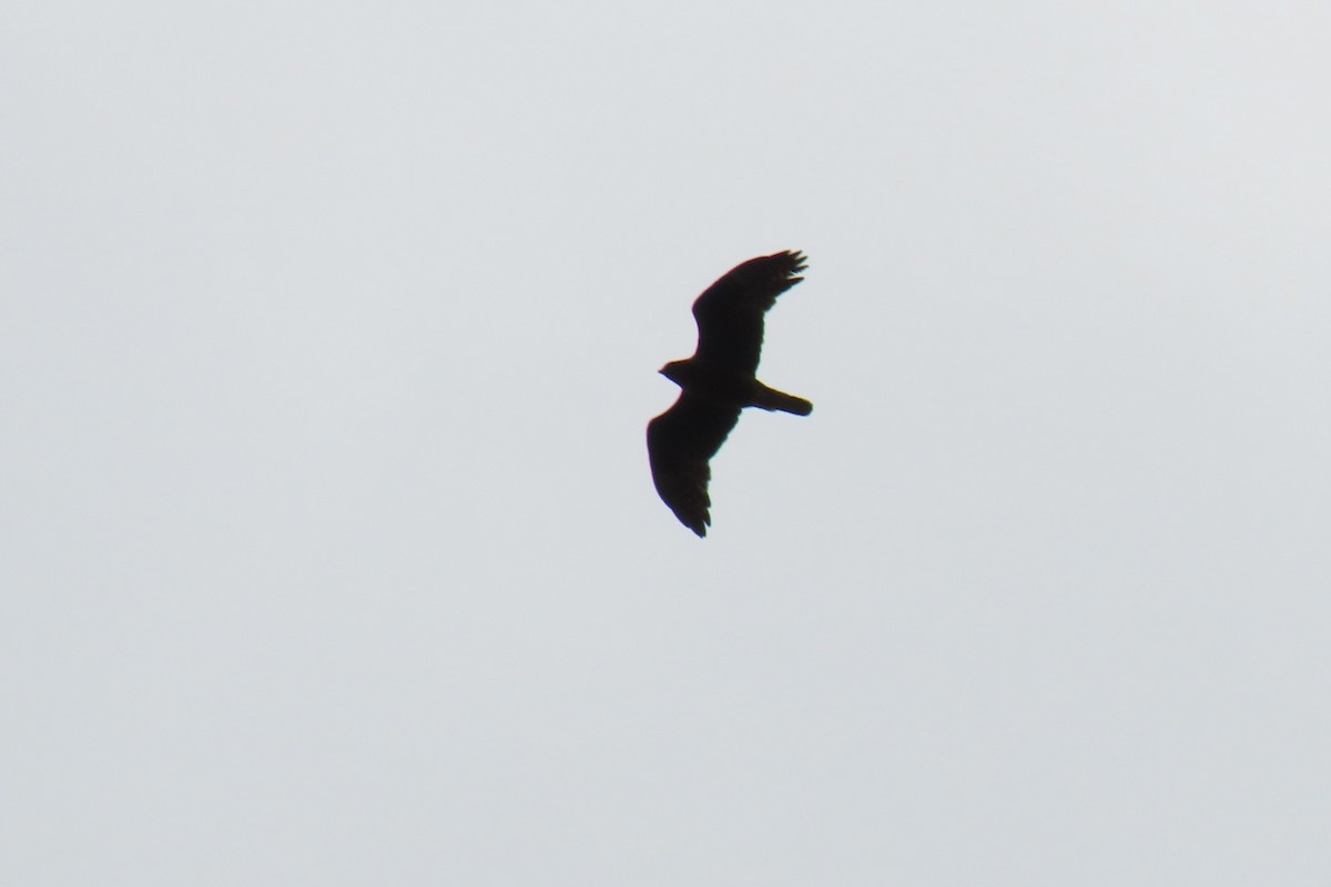 Brown Goshawk - ML284333421