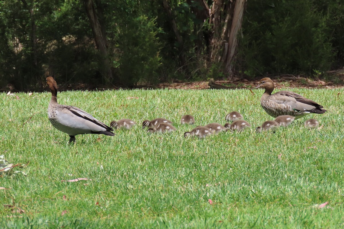 Maned Duck - ML284333431