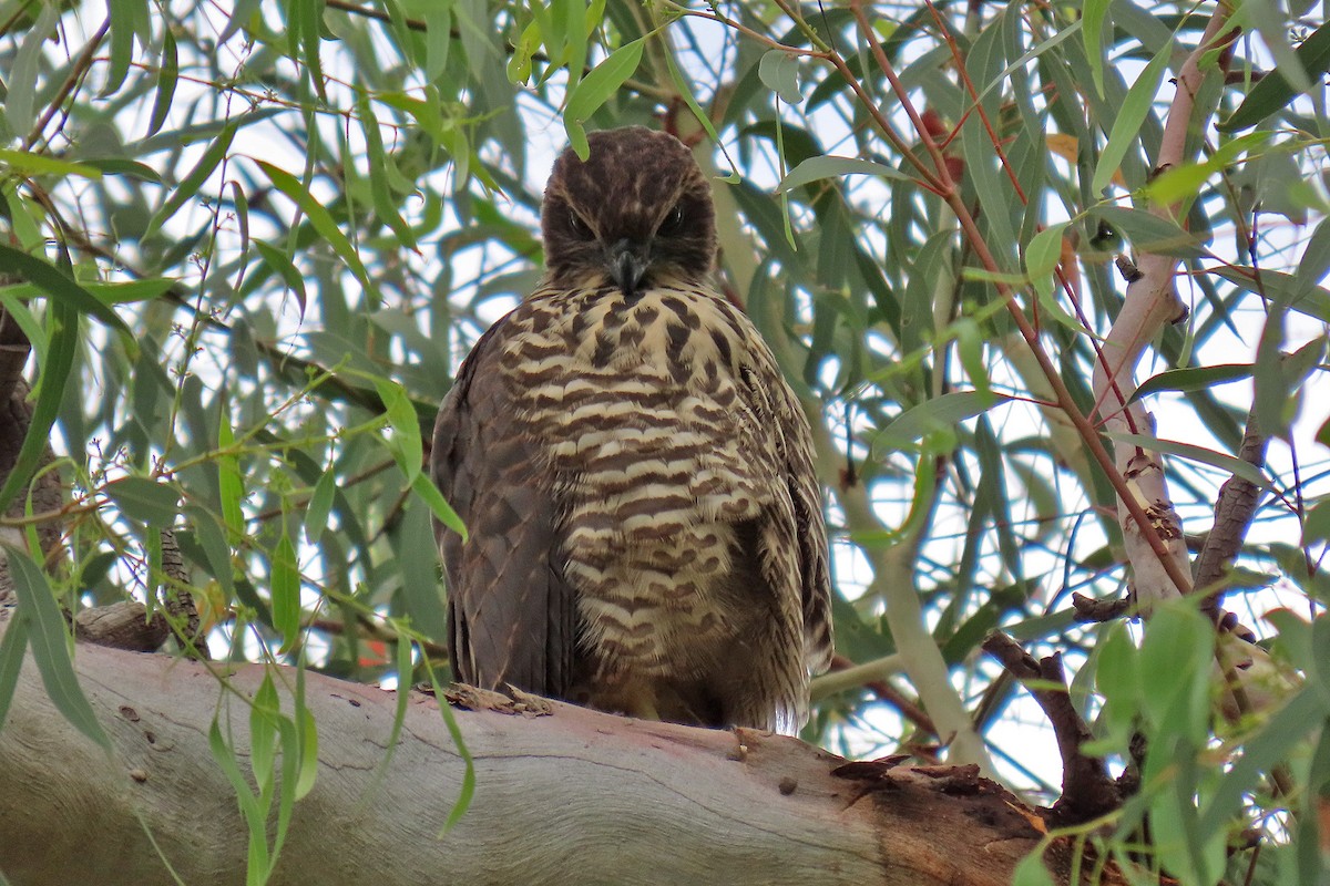 Brown Goshawk - ML284333451