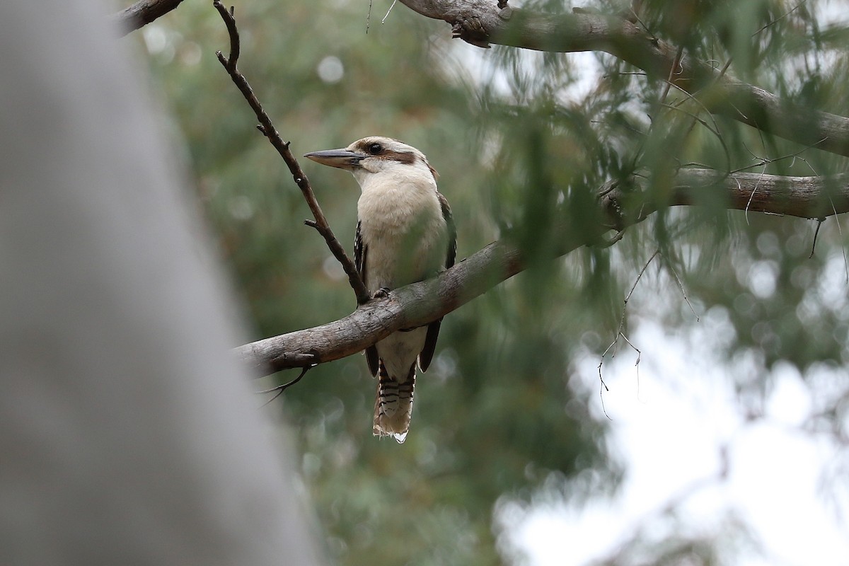 Laughing Kookaburra - ML284333521