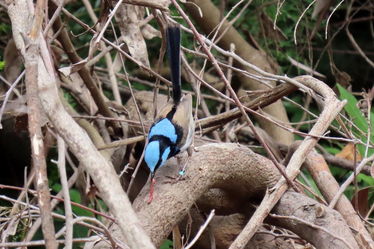 Superb Fairywren - ML284333551