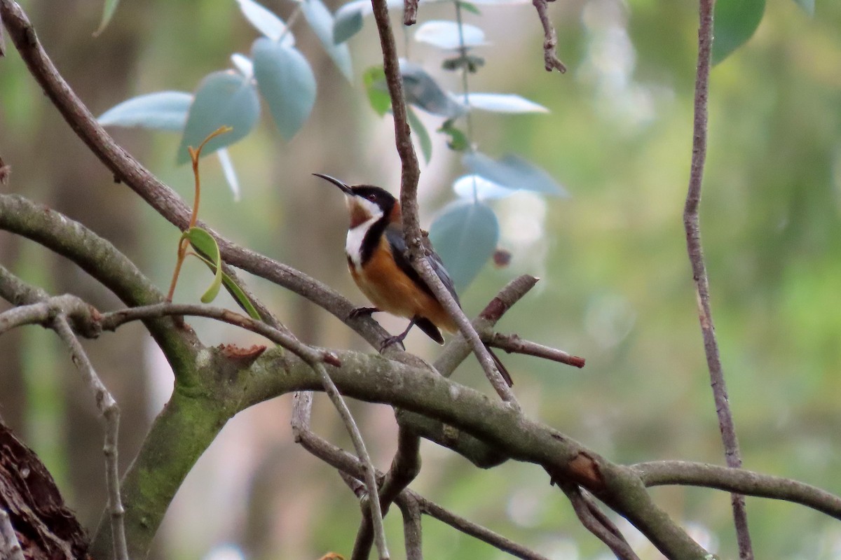 Eastern Spinebill - ML284333591