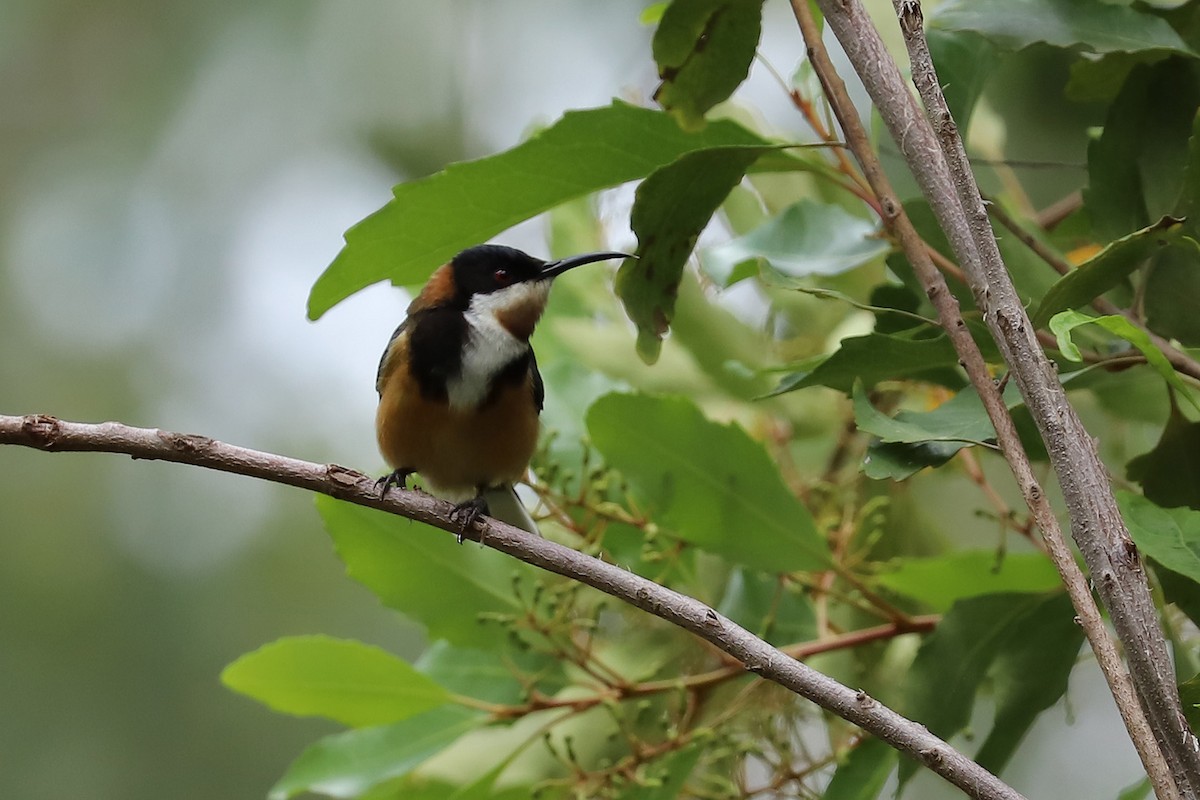 Eastern Spinebill - Deb & Rod R