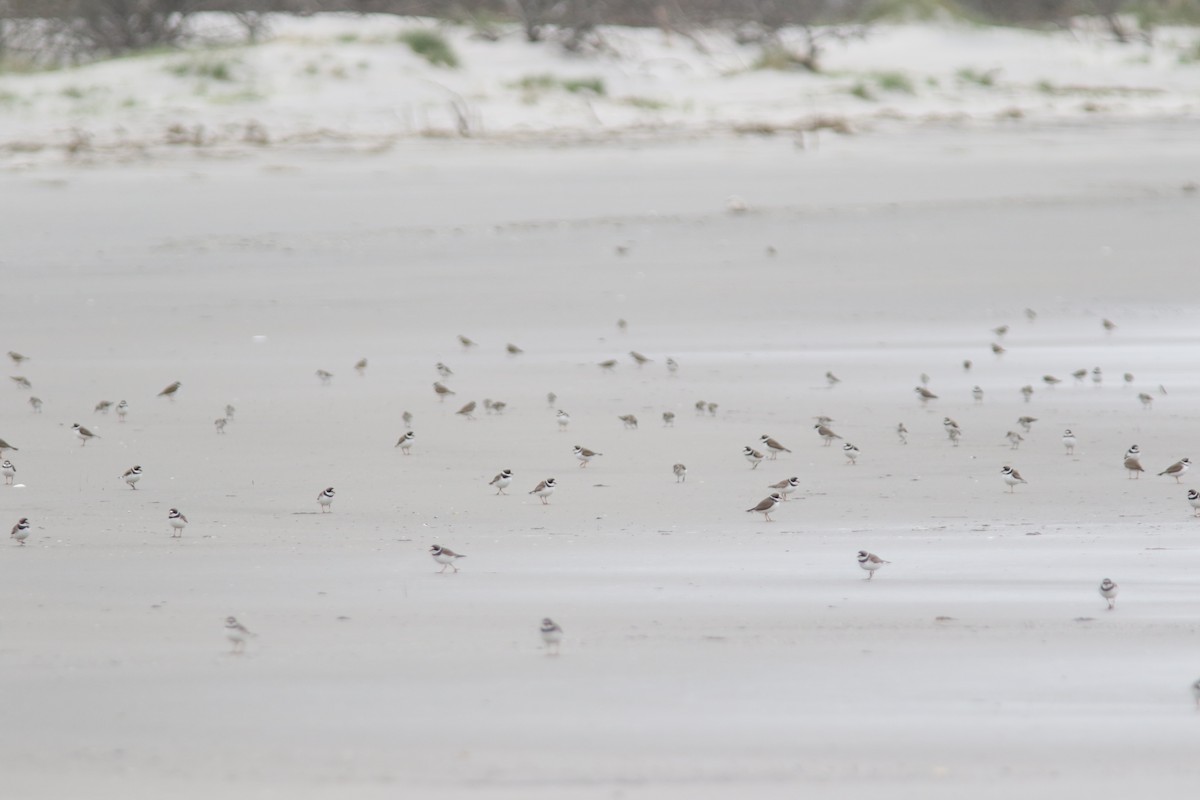 Semipalmated Plover - Jesse Amesbury