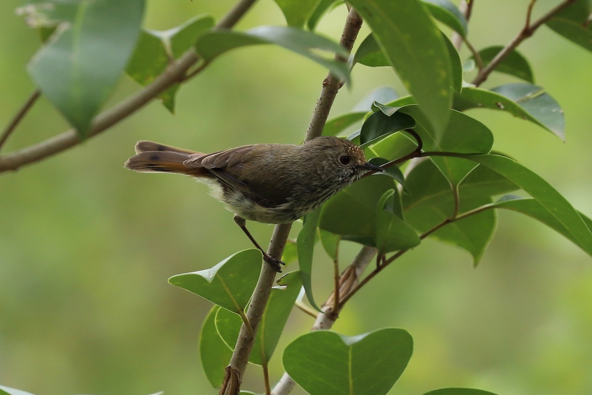 Brown Thornbill - ML284333641