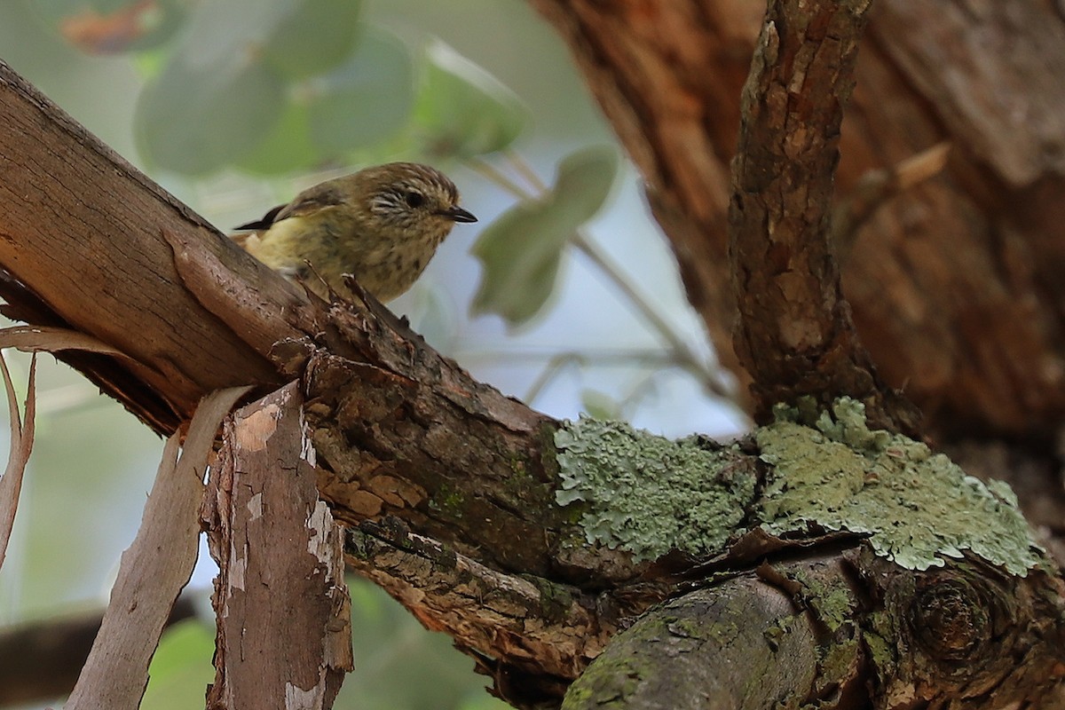 Striated Thornbill - ML284333661