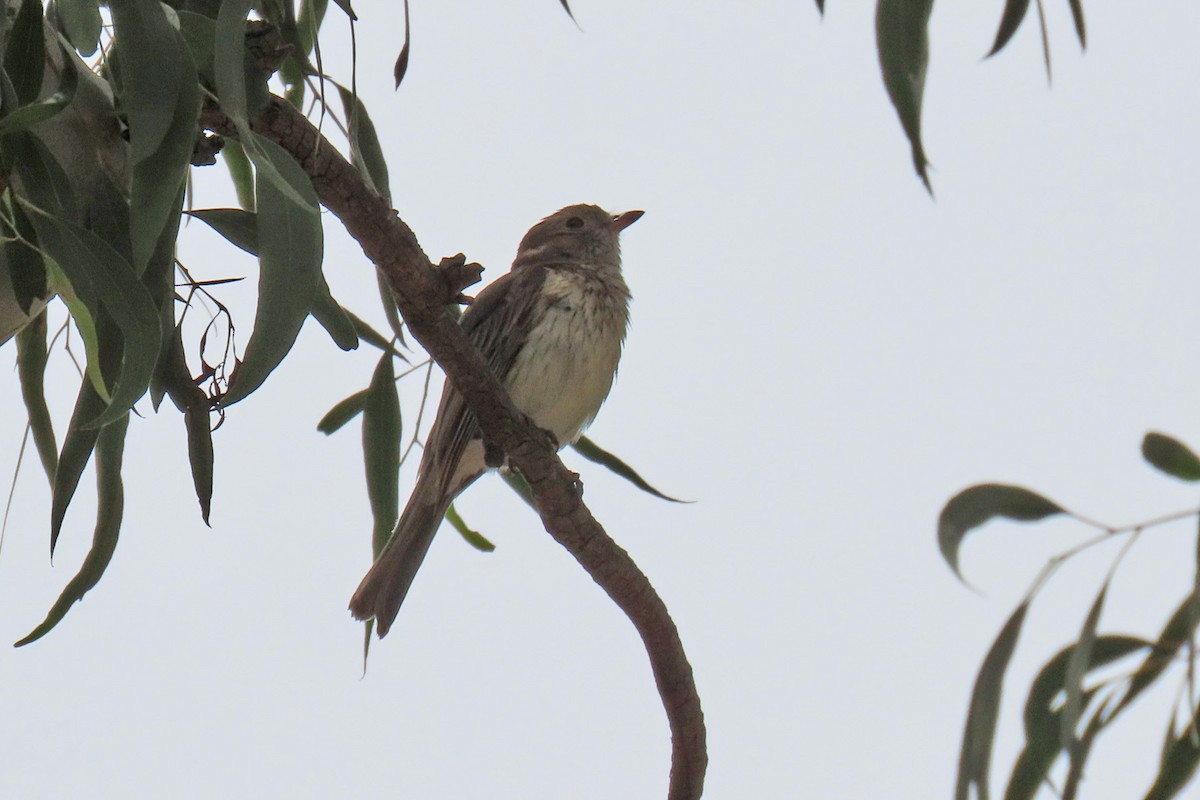 Rufous Whistler - Deb & Rod R