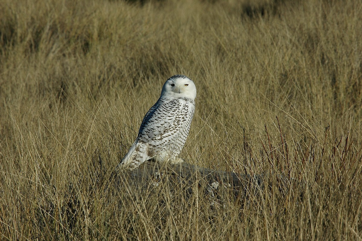 Snowy Owl - ML28433371