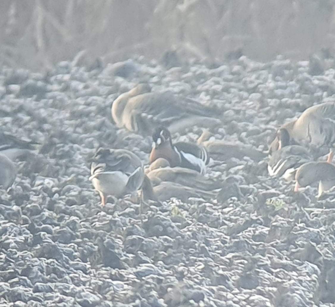 Улбар галуу - ML284333951