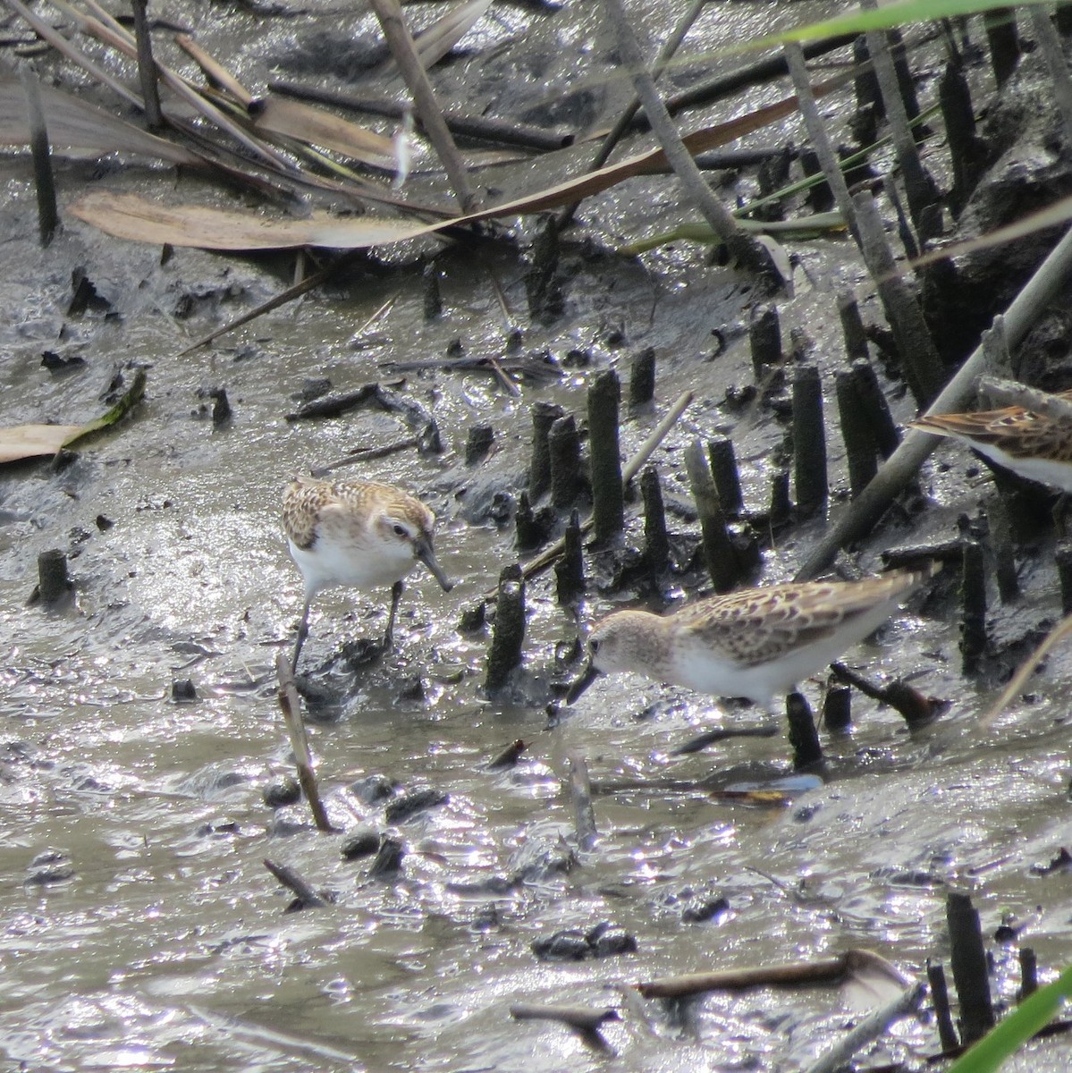 Semipalmated Sandpiper - ML284334721