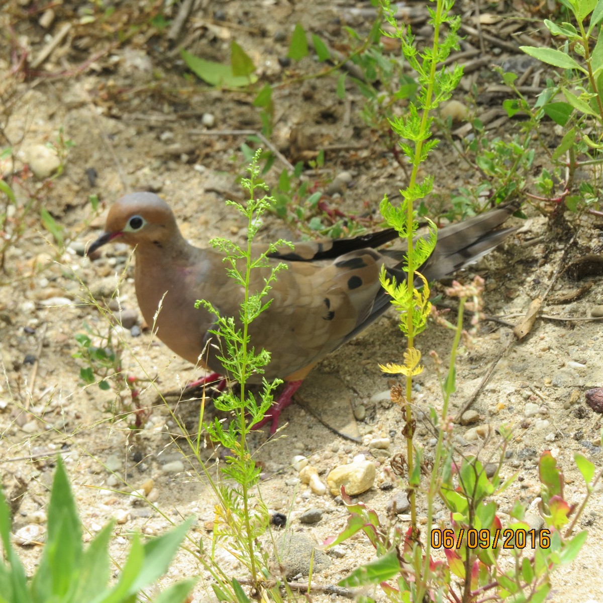 Mourning Dove - ML284334971