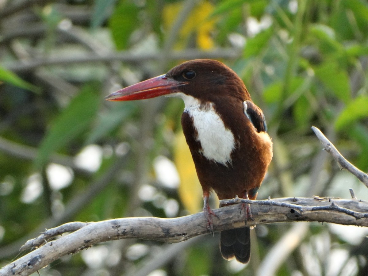 White-throated Kingfisher - ML284335341