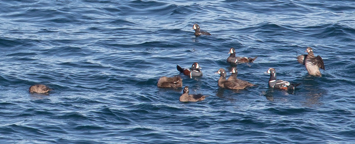 Harlequin Duck - ML284335641