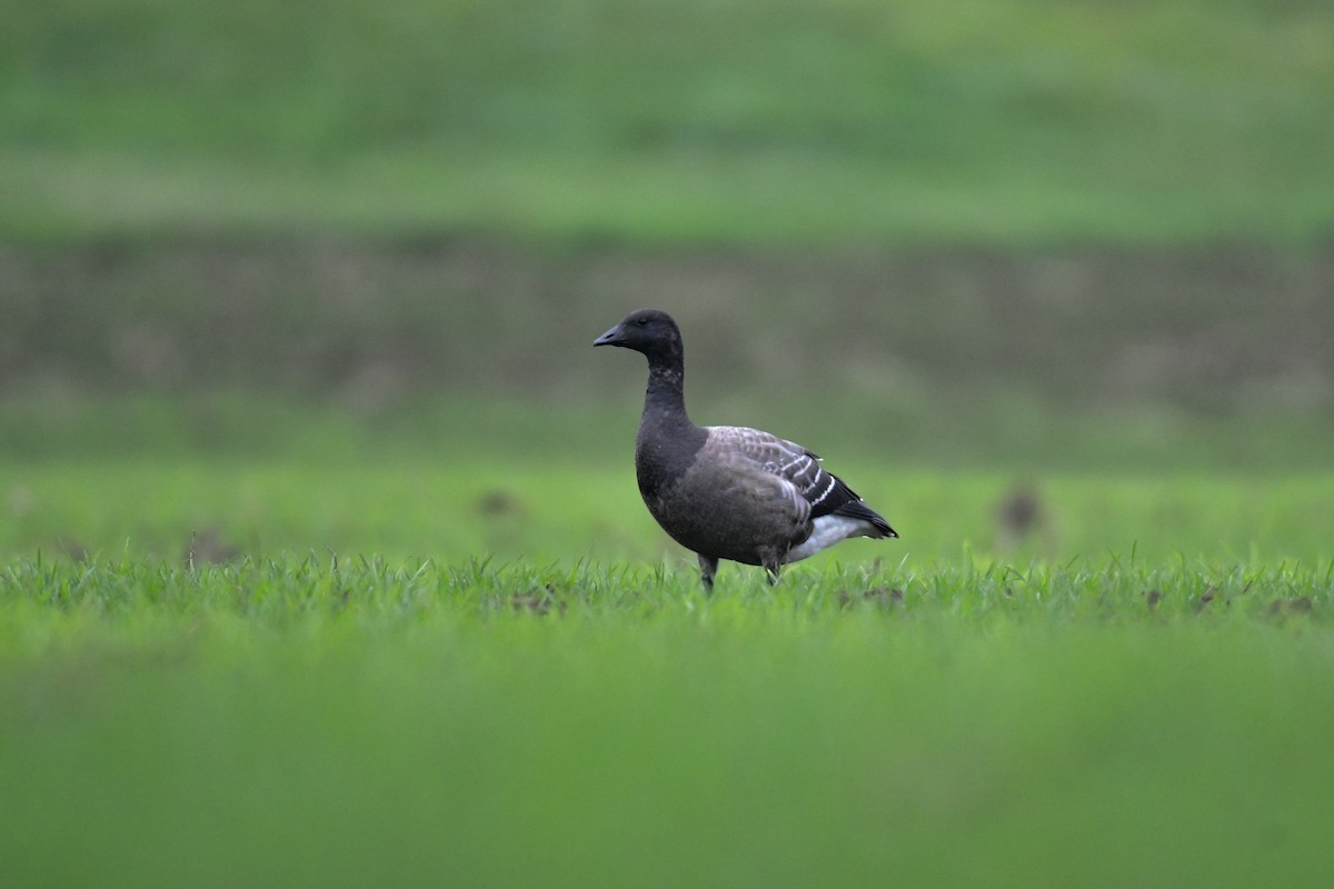 Brant - ML284336601