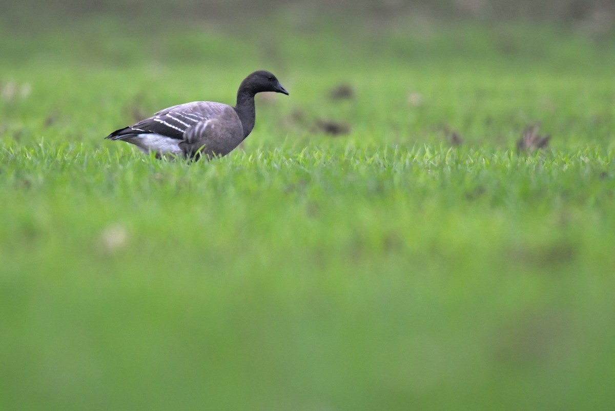 Barnacla Carinegra - ML284336611