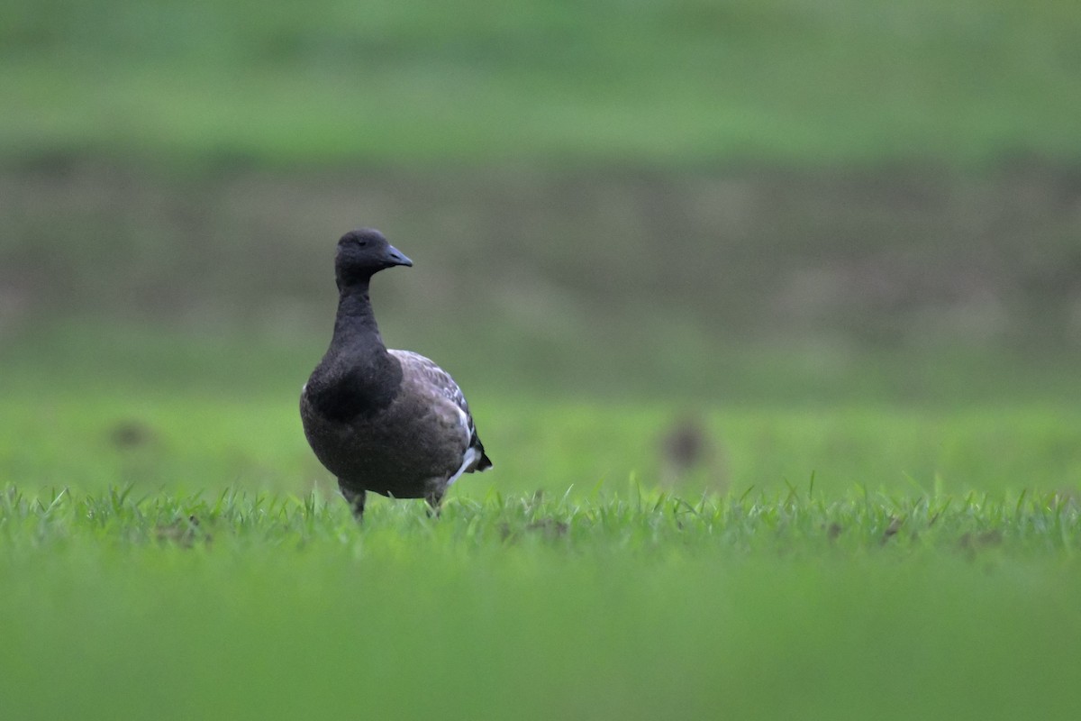 Barnacla Carinegra - ML284336661