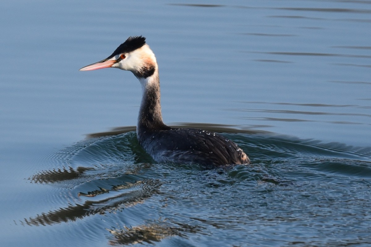 Great Crested Grebe - ML284337161