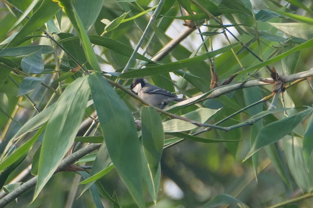 Mésange indienne - ML284340001