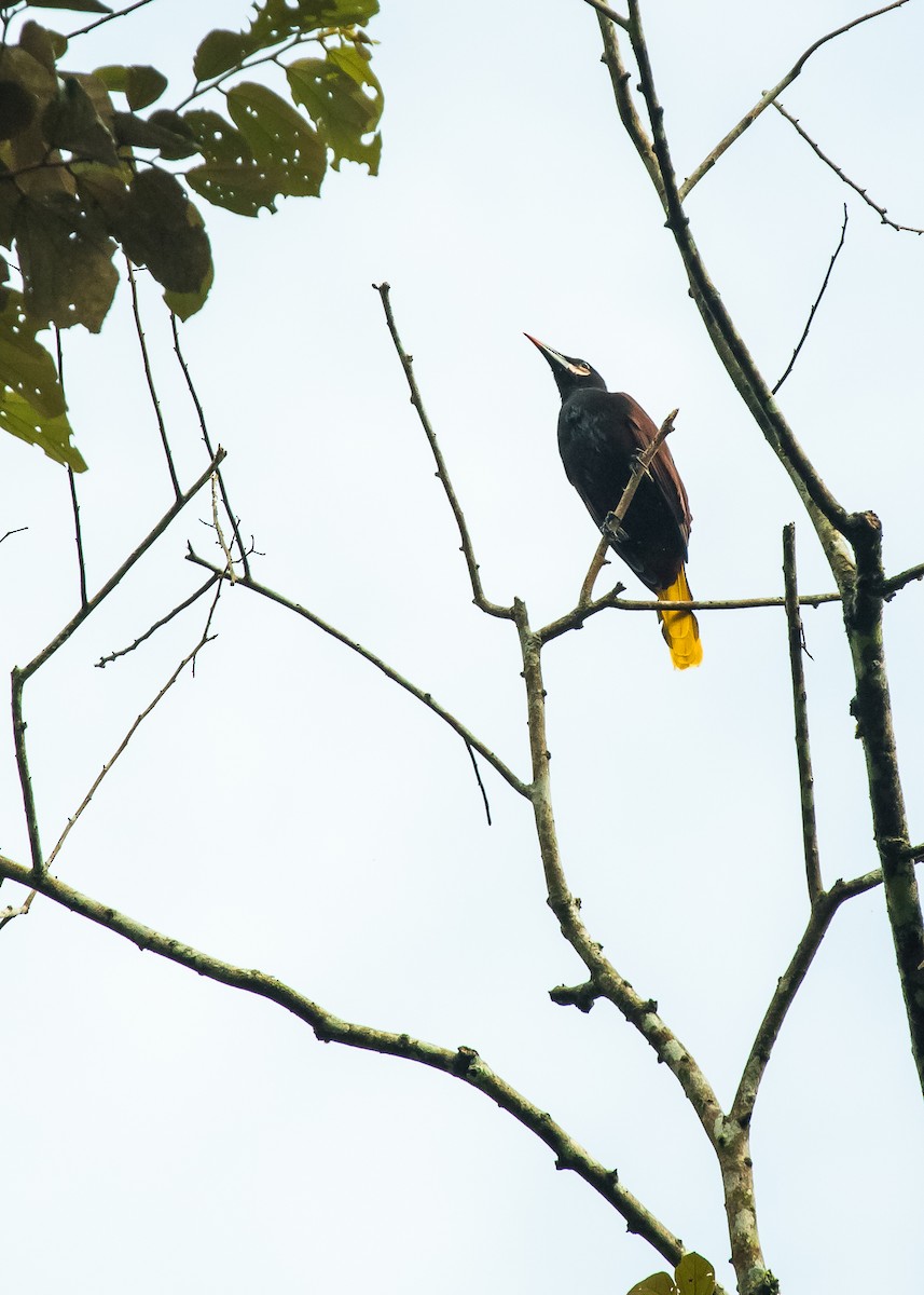 Baudo Oropendola - ML284340681