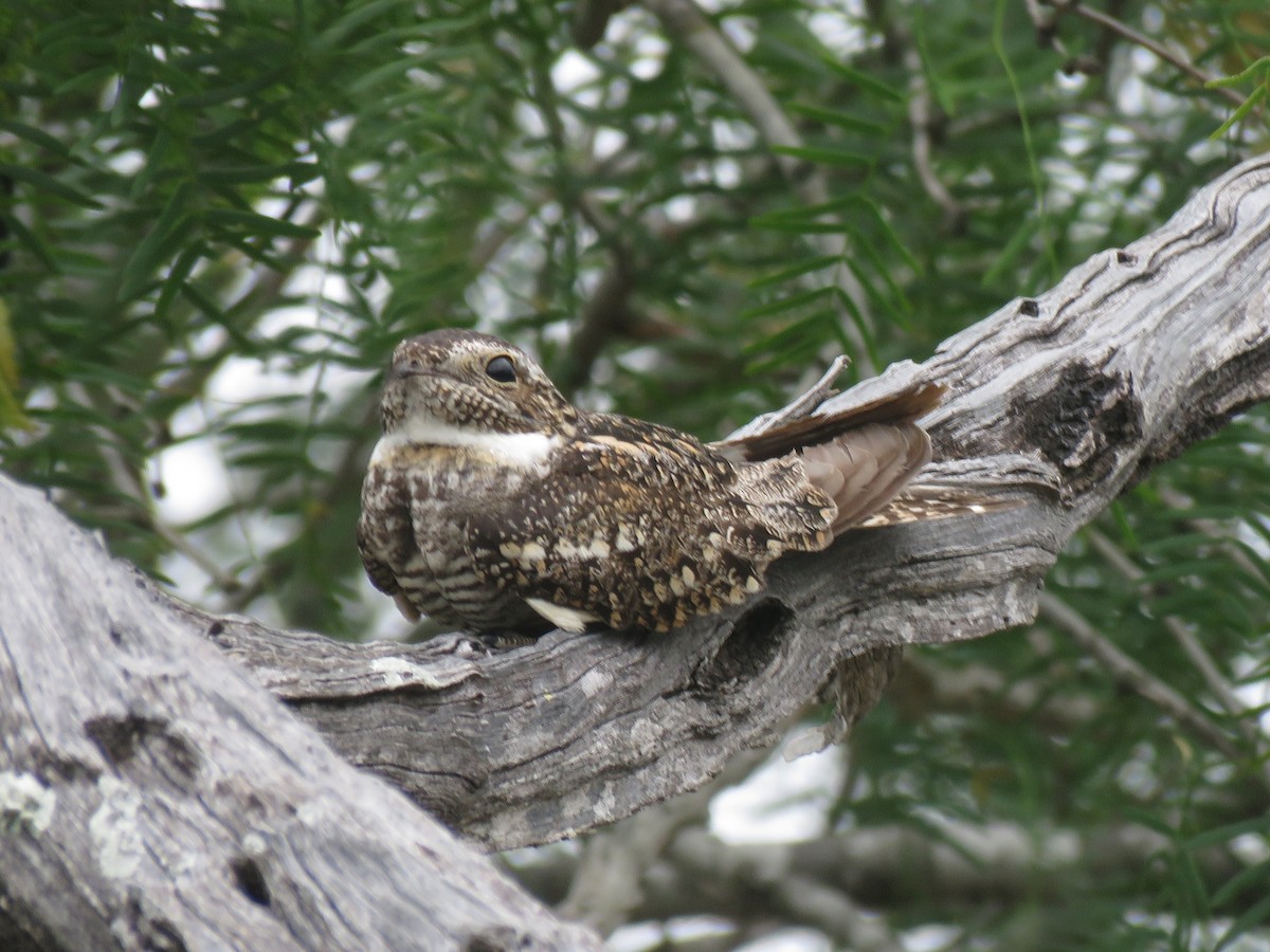 Lesser Nighthawk - ML284342991