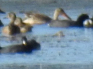 Northern Shoveler - ML284343341