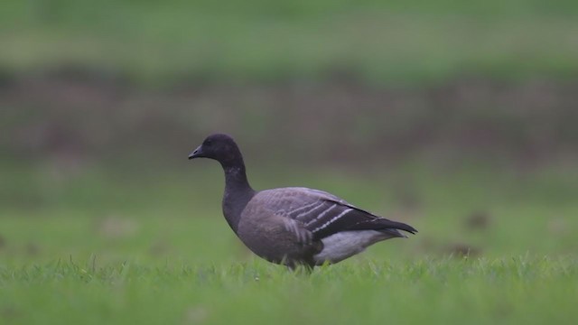 Barnacla Carinegra - ML284344061