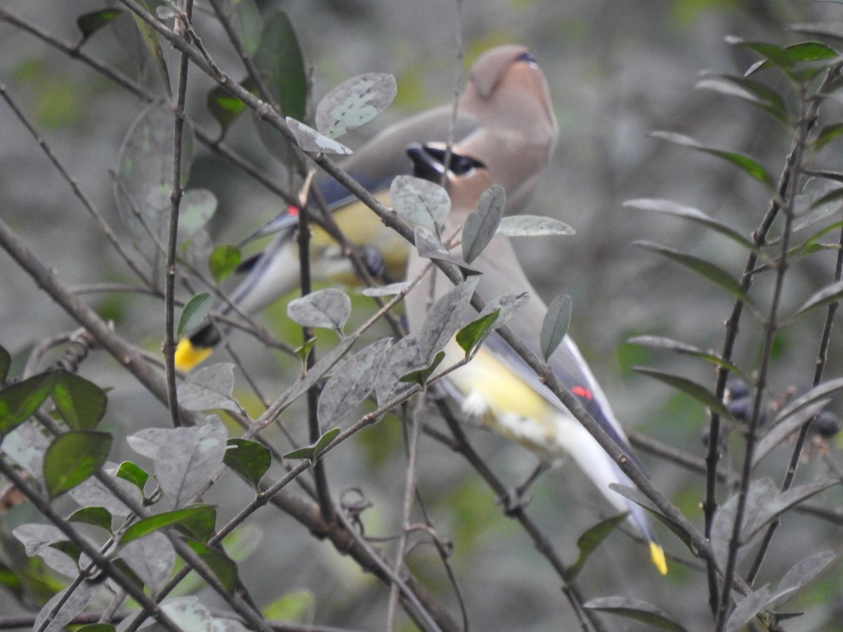 Cedar Waxwing - ML284344951