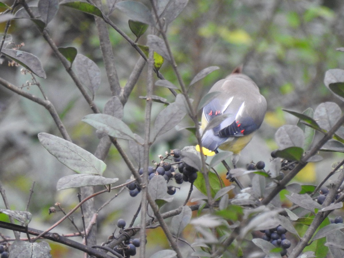 Cedar Waxwing - ML284344961