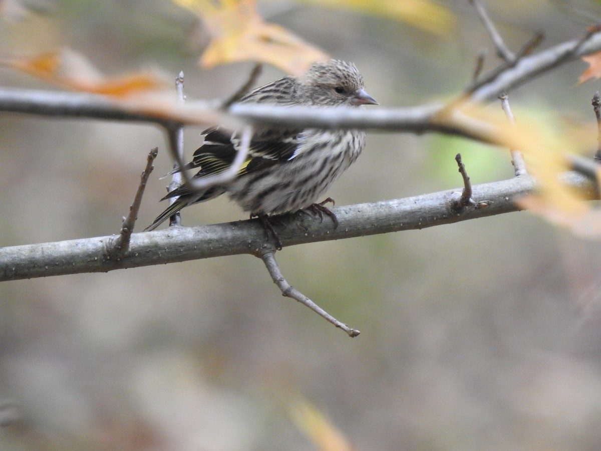 Pine Siskin - ML284345431