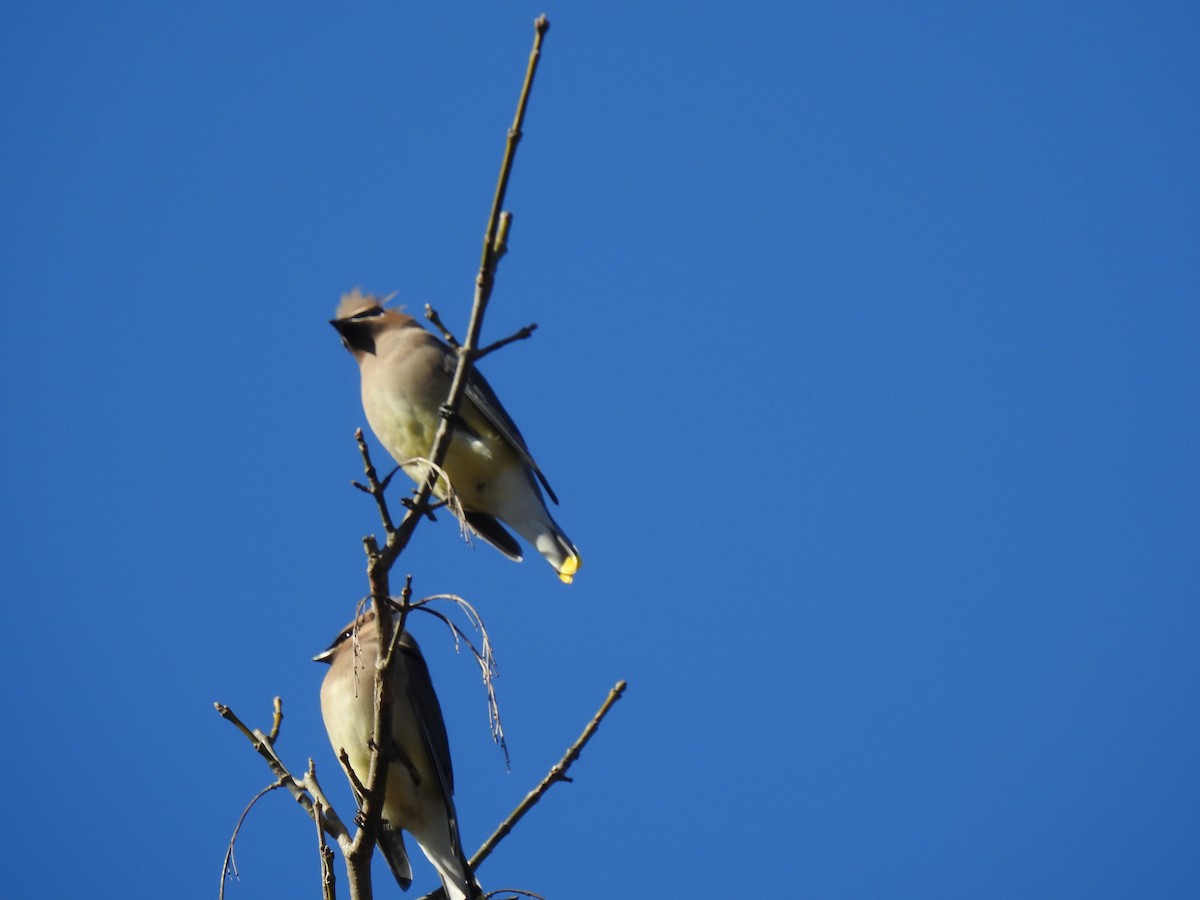 Cedar Waxwing - ML284345541