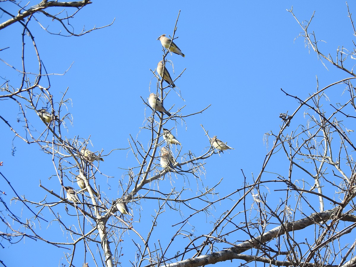 Cedar Waxwing - ML284345551