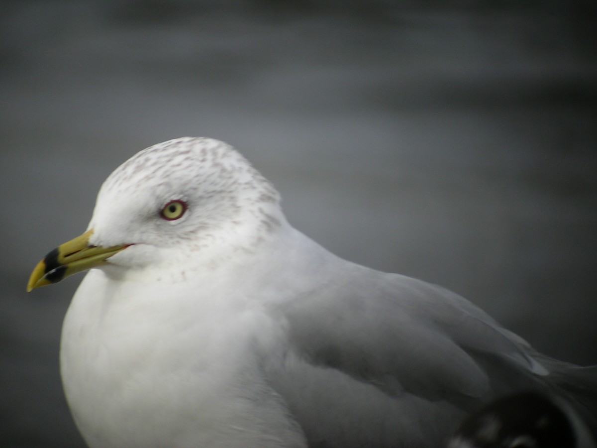 Ring-billed Gull - ML284346101